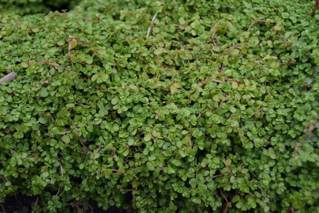 Soleirolia soleirolii ---